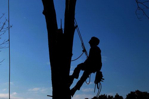 tree-service